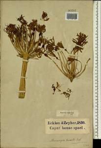 Brunsvigia nervosa (Poir.) ined., Африка (AFR) (ЮАР)