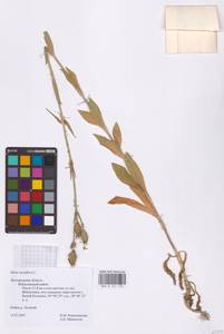 Смолевка ночецветная L., Восточная Европа, Центральный лесостепной район (E6) (Россия)