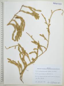 Плаун булавовидный L., Сибирь, Дальний Восток (S6) (Россия)