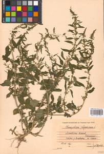 Lipandra polysperma (L.) S. Fuentes, Uotila & Borsch, Восточная Европа, Московская область и Москва (E4a) (Россия)