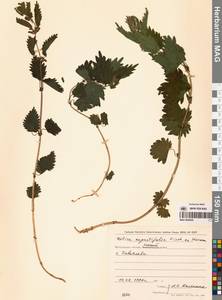 Urtica dioica var. holosericea Fr., Сибирь, Чукотка и Камчатка (S7) (Россия)