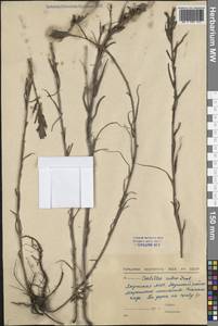 Кастиллея красная (Drobow) Rebrist., Сибирь, Якутия (S5) (Россия)