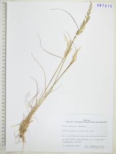 Sibirotrisetum sibiricum (Rupr.) Barberá, Сибирь, Дальний Восток (S6) (Россия)