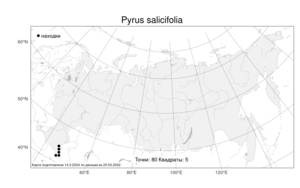 Pyrus salicifolia, Груша иволистная Pall., Атлас флоры России (FLORUS) (Россия)