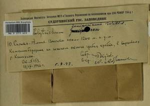 Polytrichum juniperinum Hedw., Гербарий мохообразных, Мхи - Дальний Восток (без Чукотки и Камчатки) (B20) (Россия)