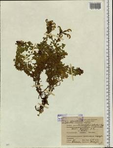 Змееголовник дланевидный Steph. ex Willd., Сибирь, Якутия (S5) (Россия)