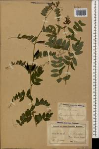 Горошек заборный L., Кавказ, Азербайджан (K6) (Азербайджан)