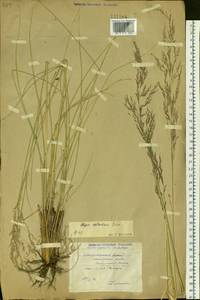 Neotrinia splendens (Trin.) M.Nobis, P.D.Gudkova & A.Nowak, Сибирь, Алтай и Саяны (S2) (Россия)