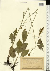 Клазея зюзниколистная (Vill.) Á. Löve & D. Löve, Восточная Европа, Волжско-Камский район (E7) (Россия)