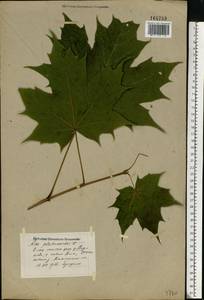 Клен платановидный, Клен остролистный L., Восточная Европа, Северо-Западный район (E2) (Россия)