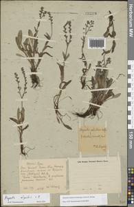 Незабудка азиатская (Vestergr. ex Hultén) Schischk. & Serg., Восточная Европа, Восточный район (E10) (Россия)