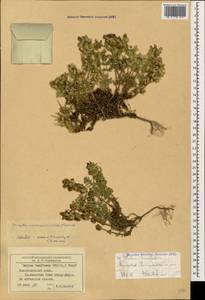 Круциата гладконогая Opiz, Кавказ, Черноморское побережье (от Новороссийска до Адлера) (K3) (Россия)