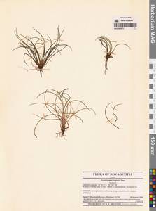 Полушник озерный L., Америка (AMER) (Канада)