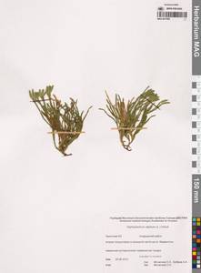 Дифазиаструм альпийский (L.) Holub, Сибирь, Чукотка и Камчатка (S7) (Россия)