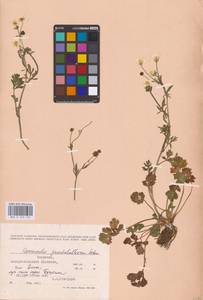 Лютик сардинский Crantz, Восточная Европа, Молдавия (E13a) (Молдавия)