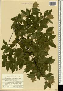 Граб восточный, Грабинник Mill., Крым (KRYM) (Россия)