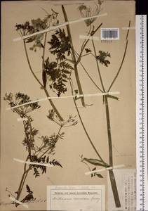 Anthriscus sylvestris subsp. sylvestris, Сибирь и Дальний Восток (без точных местонахождений) (S0) (Россия)