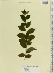 Prunus tomentosa Thunb., Восточная Европа, Центральный лесостепной район (E6) (Россия)