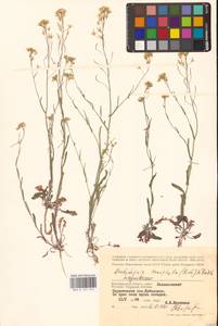 Резуховидка стрелолистная (M.Bieb.) Al-Shehbaz, O'Kane & R.A.Price, Восточная Европа, Нижневолжский район (E9) (Россия)