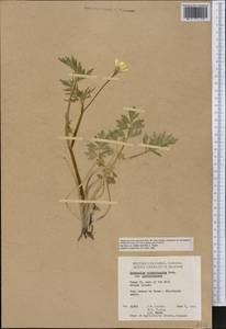 Ranunculus orthorhynchus Hook., Америка (AMER) (Канада)