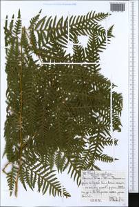 Орляк обыкновенный (L.) Kuhn, Африка (AFR) (Эфиопия)