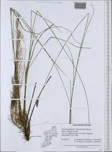 Осока двутычинковая Schrank, Восточная Европа, Северо-Западный район (E2) (Россия)