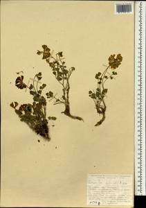 Coronilla orientalis subsp. balansae (Boiss.) Zernov, Зарубежная Азия (ASIA) (Турция)
