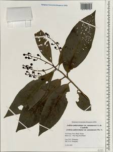 Ардизия Амхерста A. DC., Зарубежная Азия (ASIA) (Вьетнам)