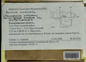 Pleurozium schreberi (Willd. ex Brid.) Mitt., Гербарий мохообразных, Мхи - Центральное Нечерноземье (B6) (Россия)