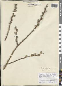 Ива козья L., Кавказ, Северная Осетия, Ингушетия и Чечня (K1c) (Россия)