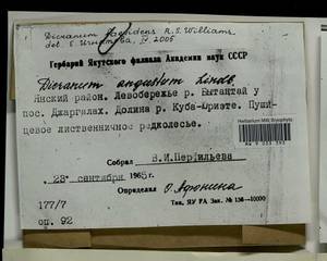 Dicranum laevidens R.S. Williams, Гербарий мохообразных, Мхи - Якутия (B19) (Россия)