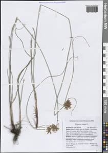 Сыть длинная L., Западная Европа (EUR) (Испания)