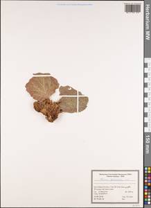 Rheum persicum Losinsk., Зарубежная Азия (ASIA) (Иран)