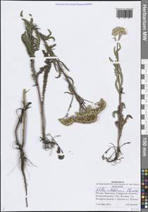 Тысячелистник обыкновенный L., Восточная Европа, Средневолжский район (E8) (Россия)