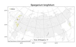 Sparganium longifolium, Ежеголовник длиннолистный Turcz. ex Ledeb., Атлас флоры России (FLORUS) (Россия)