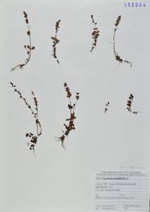 Вероника тимьянолистная L., Сибирь, Дальний Восток (S6) (Россия)