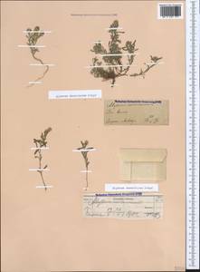 Бурачок туркестанский Regel & Schmalh. ex Regel, Крым (KRYM) (Россия)