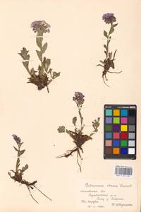 Медуница неясная, Медуница темная Dumort., Восточная Европа, Московская область и Москва (E4a) (Россия)