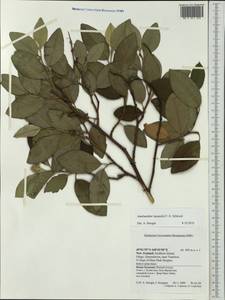 Amelanchier ×lamarckii F. G. Schroed., Австралия и Океания (AUSTR) (Новая Зеландия)