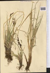 Carex nivalis Boott, Средняя Азия и Казахстан, Памир и Памиро-Алай (M2) (Таджикистан)