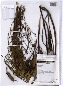 Ludwigia pseudonarcissus (Chodat & Hassl.) Ramamoorthy, Америка (AMER) (Парагвай)