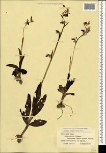 Ophrys scolopax subsp. cornuta (Steven) E.G.Camus, Крым (KRYM) (Россия)