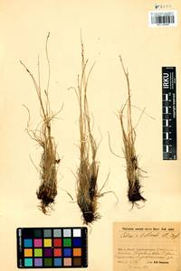 Carex myosuroides Vill., Сибирь, Прибайкалье и Забайкалье (S4) (Россия)