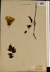 Campsis grandiflora (Thunb.) K. Schum., Зарубежная Азия (ASIA) (Япония)