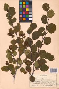 Alnus alnobetula subsp. alnobetula, Восточная Европа, Западно-Украинский район (E13) (Украина)