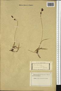 Carex frigida All., Западная Европа (EUR) (Неизвестно)