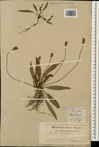 Подорожник ланцетный, Подорожник ланцетолистный L., Кавказ, Грузия (K4) (Грузия)