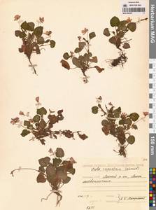 Фиалка скальная F.W.Schmidt, Сибирь, Якутия (S5) (Россия)