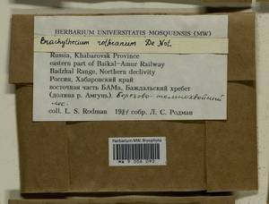Brachythecium capillaceum (F. Weber & D. Mohr) Giacom., Гербарий мохообразных, Мхи - Дальний Восток (без Чукотки и Камчатки) (B20) (Россия)
