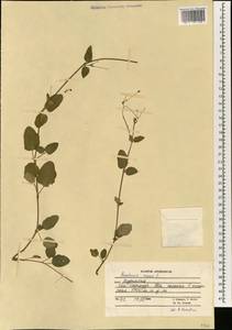 Boerhavia repens, Зарубежная Азия (ASIA) (Афганистан)